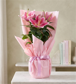 Pembe Buket Kağıtlı Polimer Saksıda Pembe Lilyum